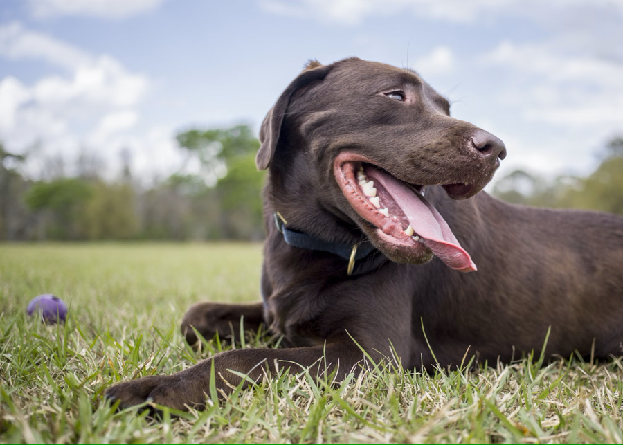 dog in the grass